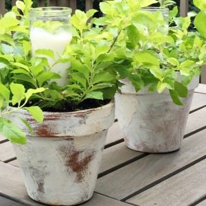 10 minute decorating idea with diy whitewashed planters!