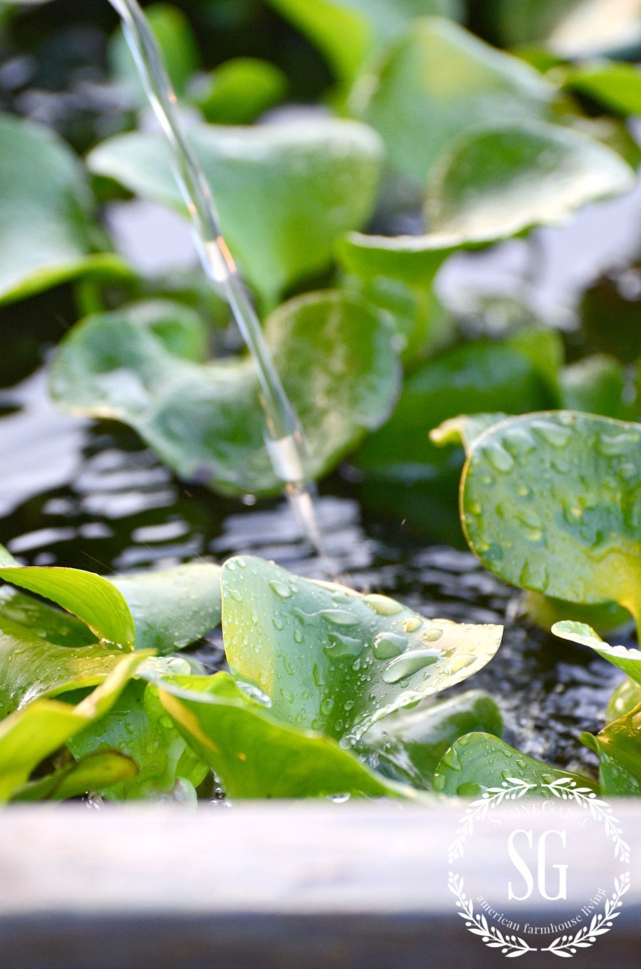 PATIO POND-water hyacinth-stonegableblog.com