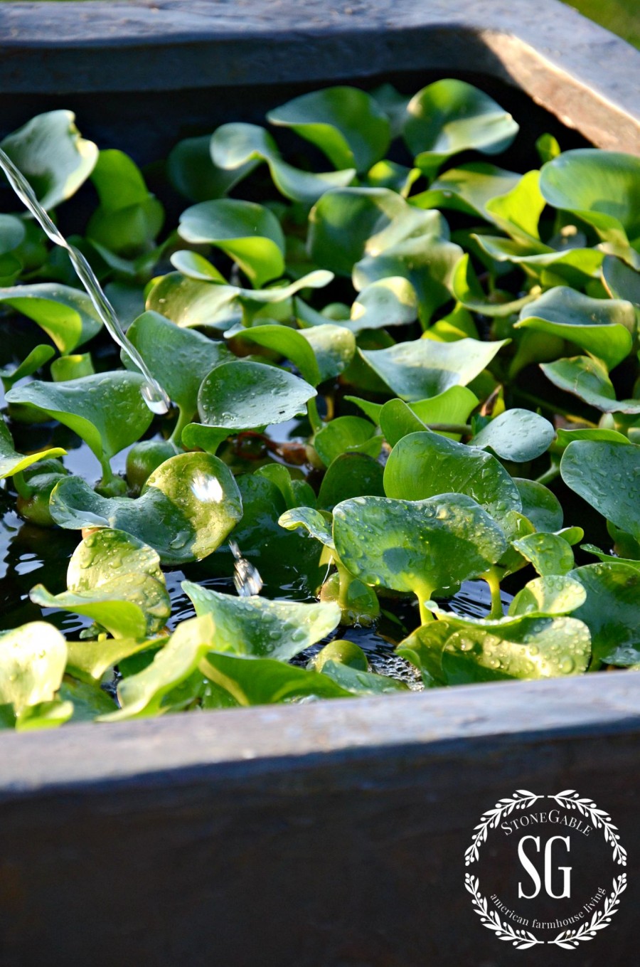 PATIO POND-water hyacinths-stonegableblog.com