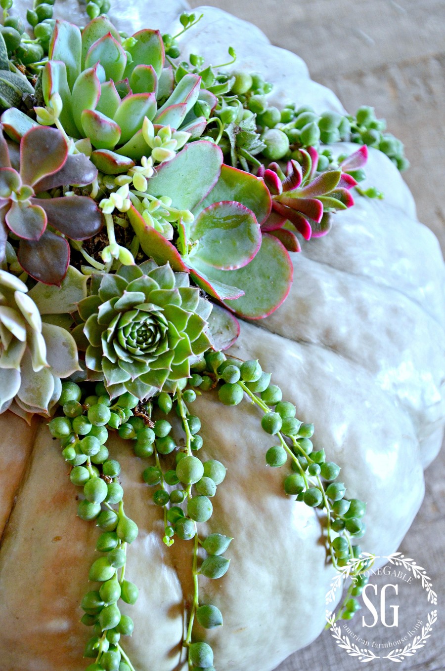 SUCCULENT TOPPED PUMPKINS-An easy and show stopping way to decorate a pumpkin!