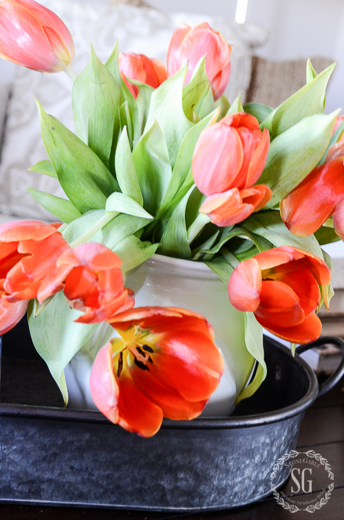 WINTER IN THE FAMILY ROOM-tulips-in-galvanized-tray-stonegableblog