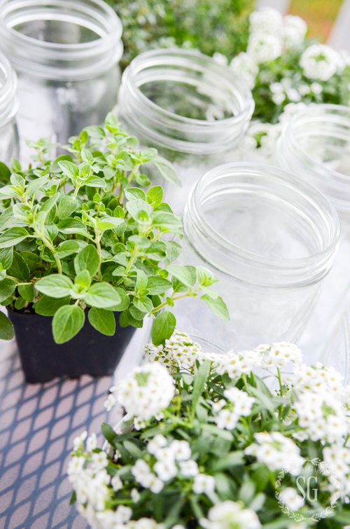 CREATING A MASON JAR HERB GARDEN-A 10 minute project that will last until fall!