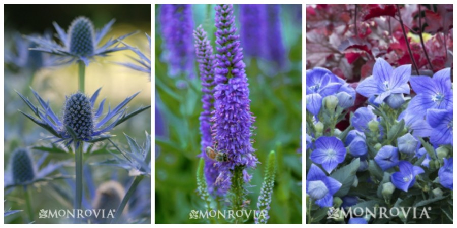 HOW TO CHOOSE AND PLANT PERFECT PERENNIALS-AND A $100.00 GIVEAWAY