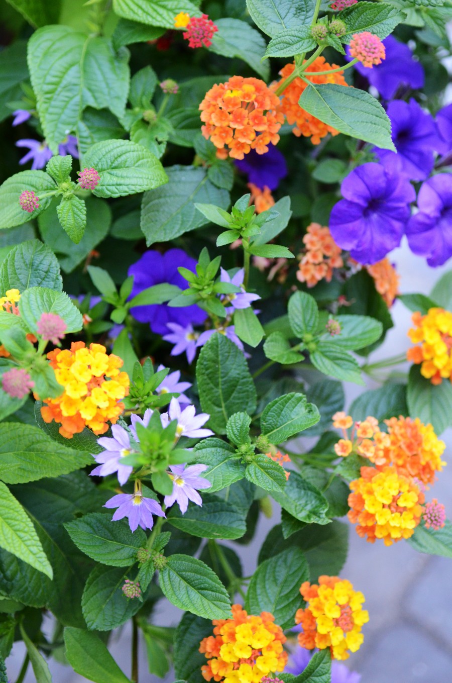 THE ANATOMY OF A FLOWER POT-HOW TO PLANT BEAUTIFUL BLOOMS TO LAST UNTIL FALL