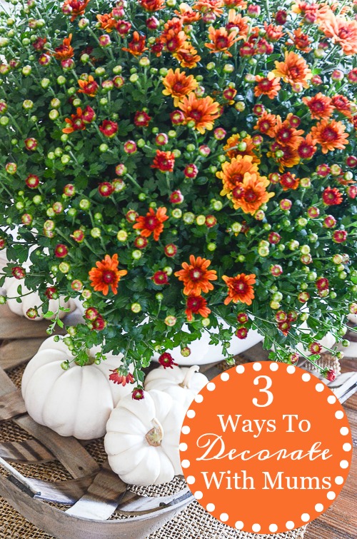 3 FABULOUS WAYS TO DECORATE WITH MUMS