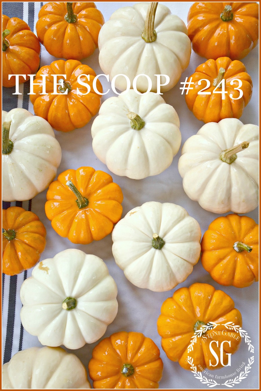 THE SCOOP #243