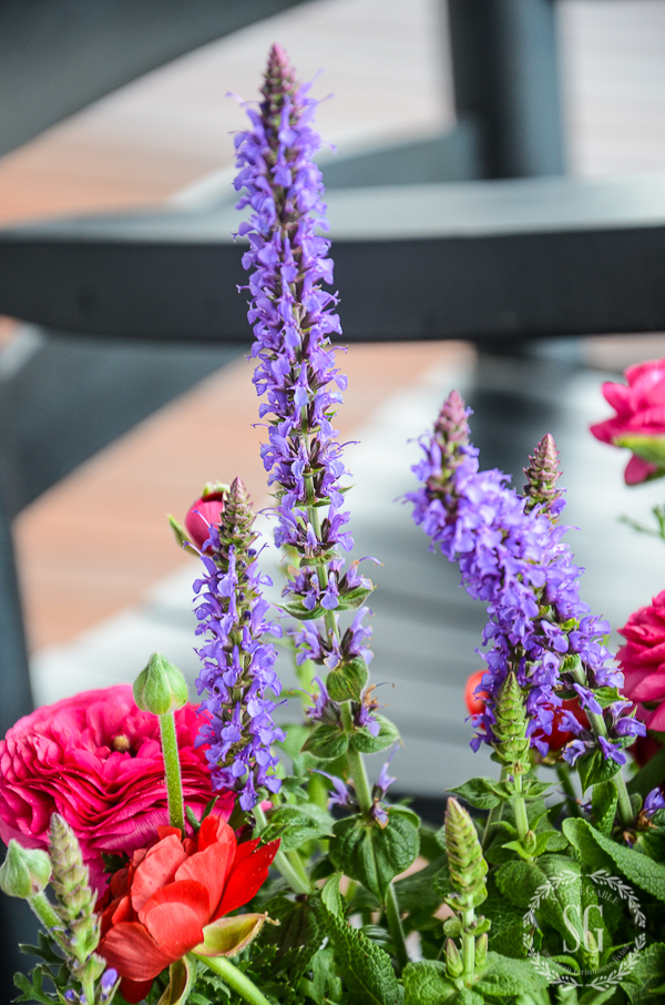 POP OF COLOR GARDENING- Spring is the time to add a big POP of fun color to your patio, porch and garden.