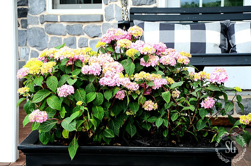 HYDRANGEAS IN PLANTERS AND A SELF WATERING HACK- Here's a great way to water you plants in post and containers when you are not around!