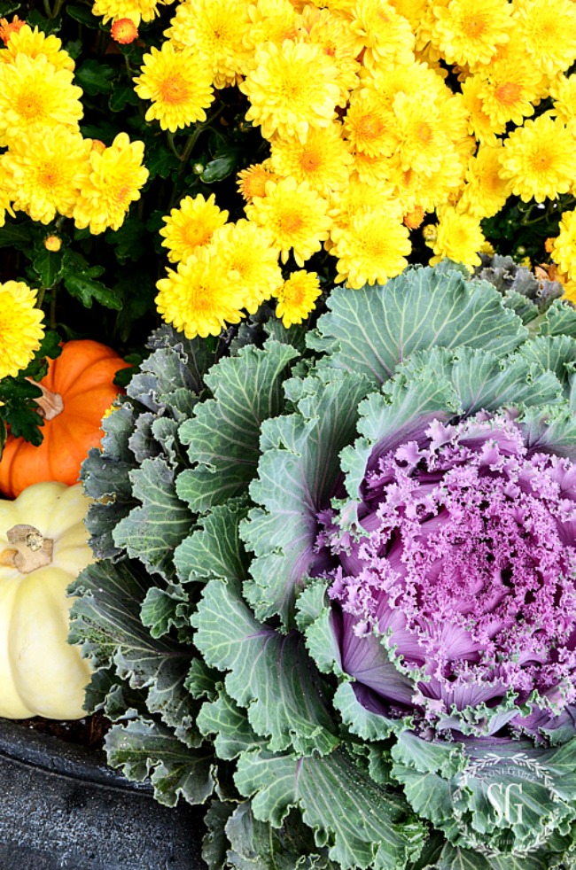 big green and purple flowering cabbage