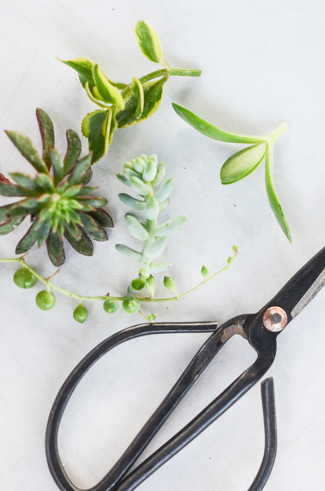 SNIPPETS OF SUCCULENTS AND SCISSORS