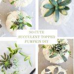 COLLAGE OF SUCCULENT TOPPED PUMPKINS