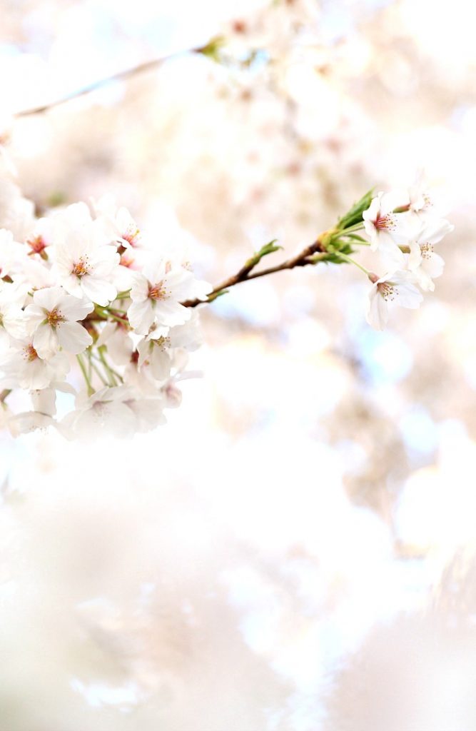 cherry blossoms on tree