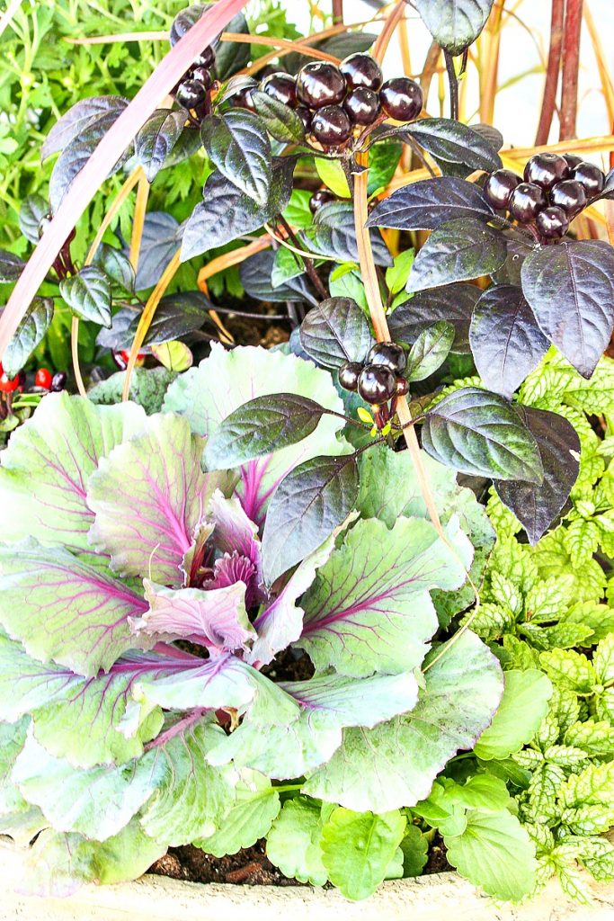 ornamental cabbage plants in fall inspired container garden