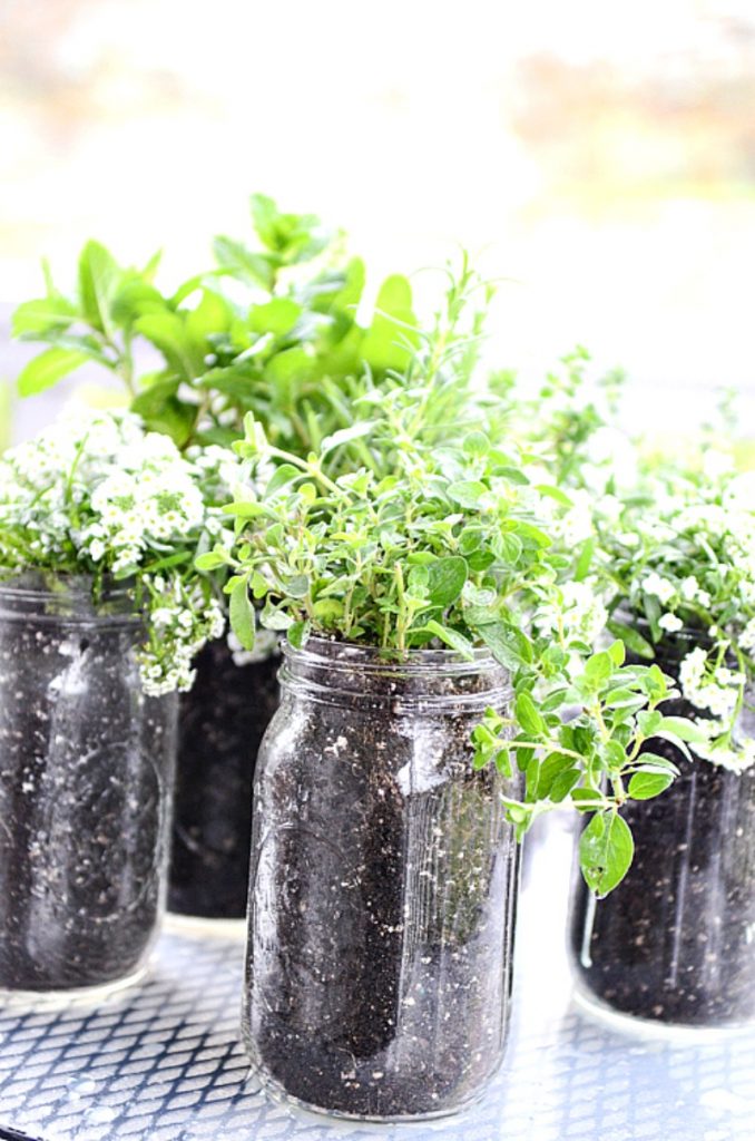 herbs in ball jars