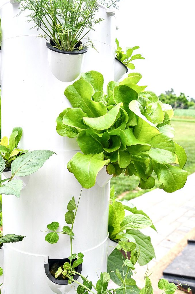 lettuce growing in a container garden