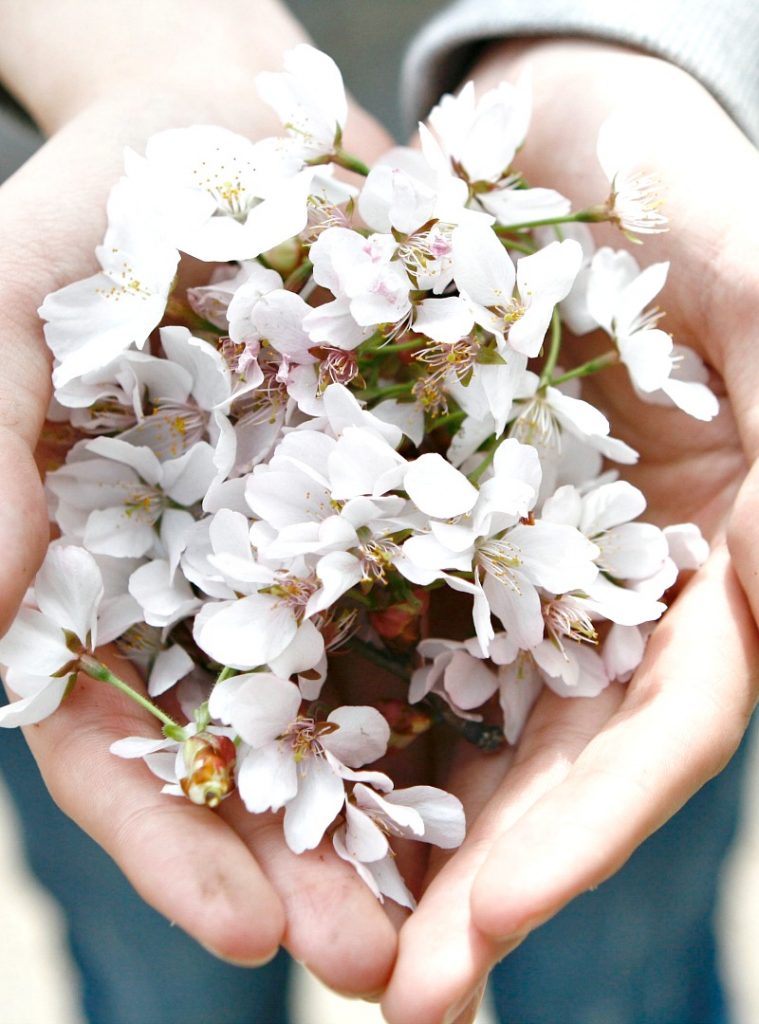 person holding a handful of blossoms