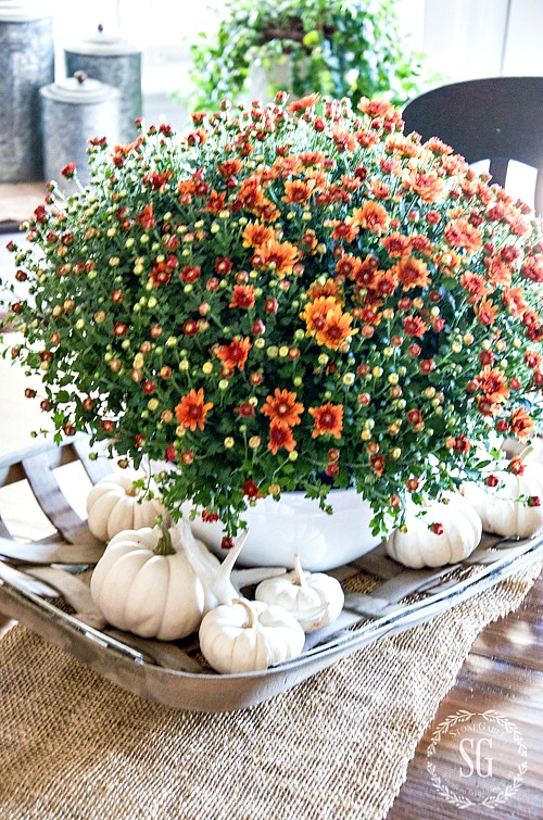 INEXPENSIVE FALL DECORATING IDEAS-MUMS