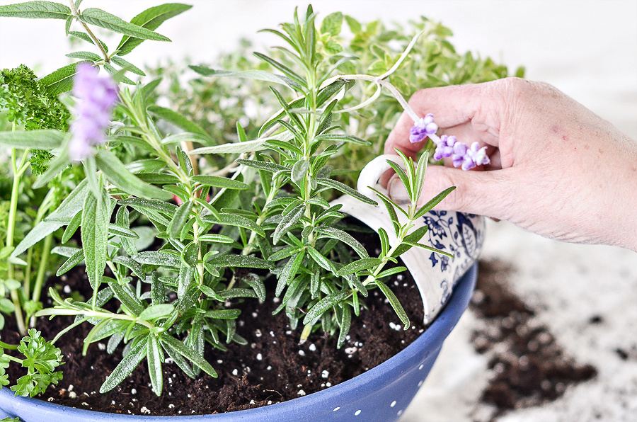 ADDING DIRT TO A CONTAINER HERB GARDEN