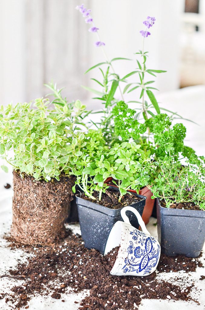 CONTAINER HERB GARDEN- HERBS TO GO IN THE PLANTER