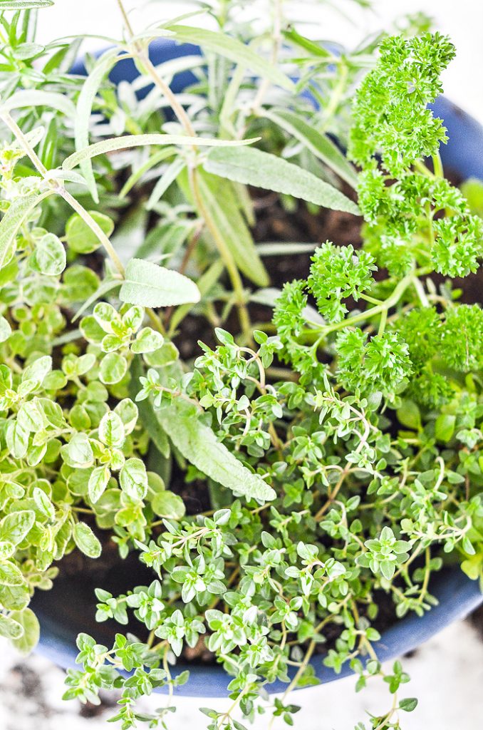 HERBS IN A CONTAINER HERB GARDEN
