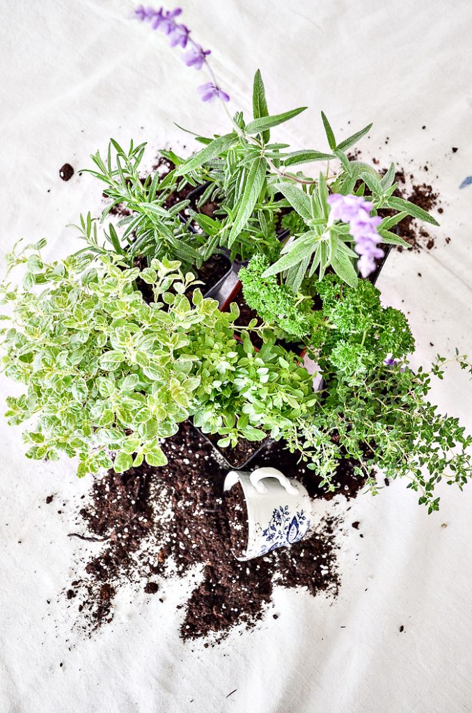HERBS TO PLANT IN A CONTAINER HERB GARDEN