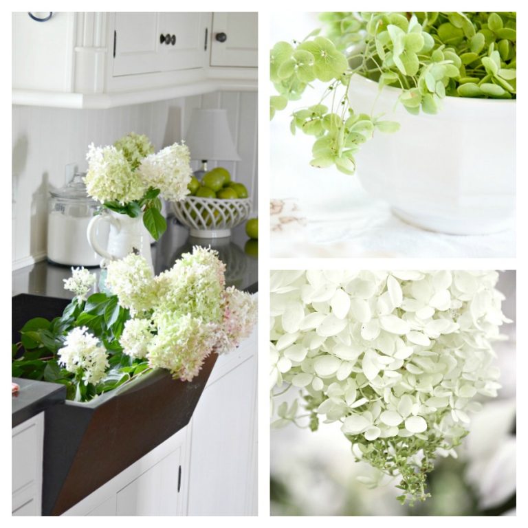 PLANTING HYDRANGEAS IN POTS AND URNS - StoneGable