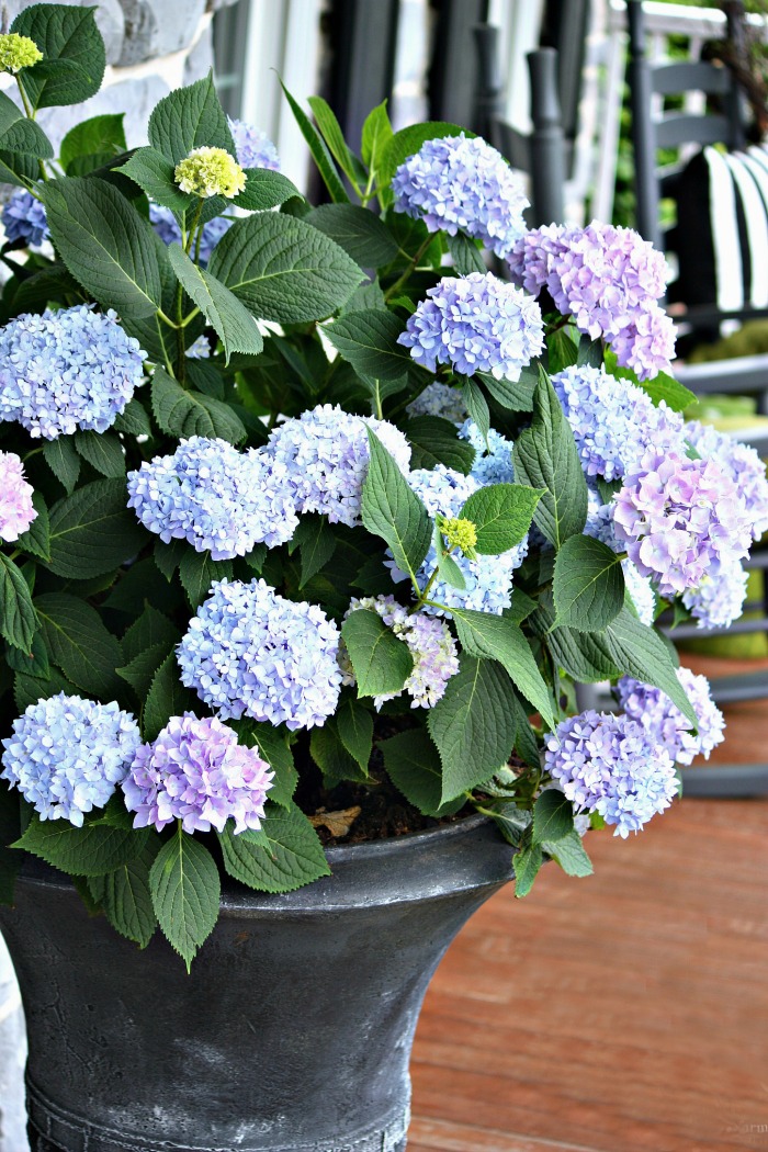 PLANTING HYDRANGEAS IN POTS, URNS, AND PLANTERS