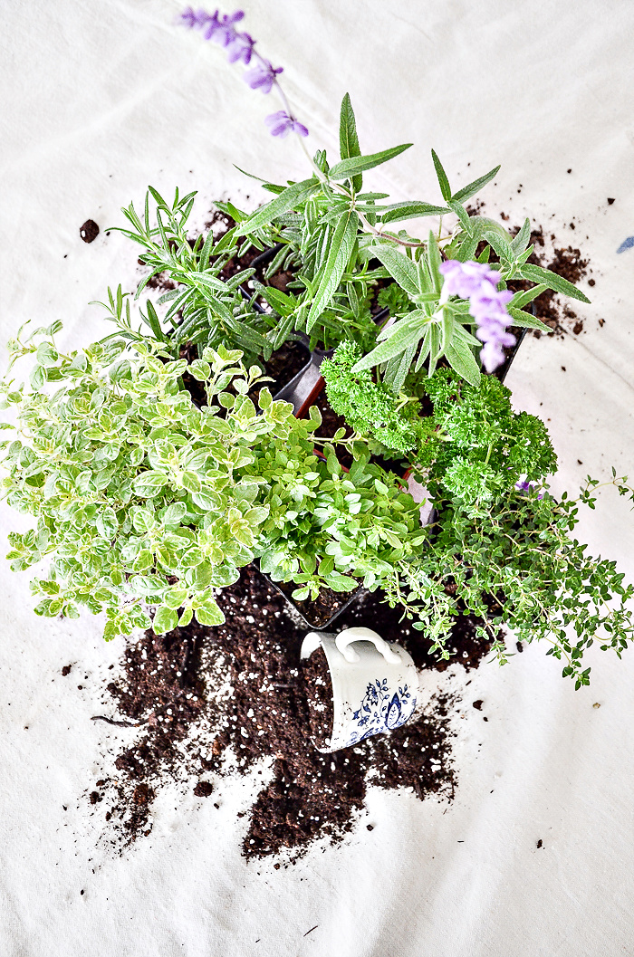 HERB CONTAINER GARDEN GUIDE