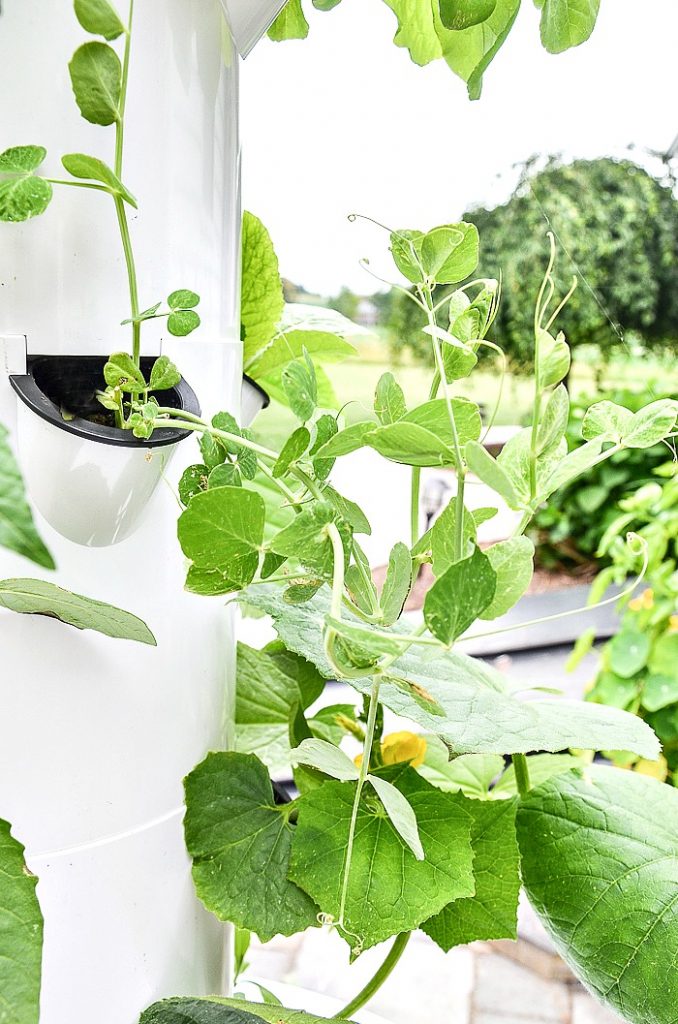 tower garden growing vegetables on a patio
