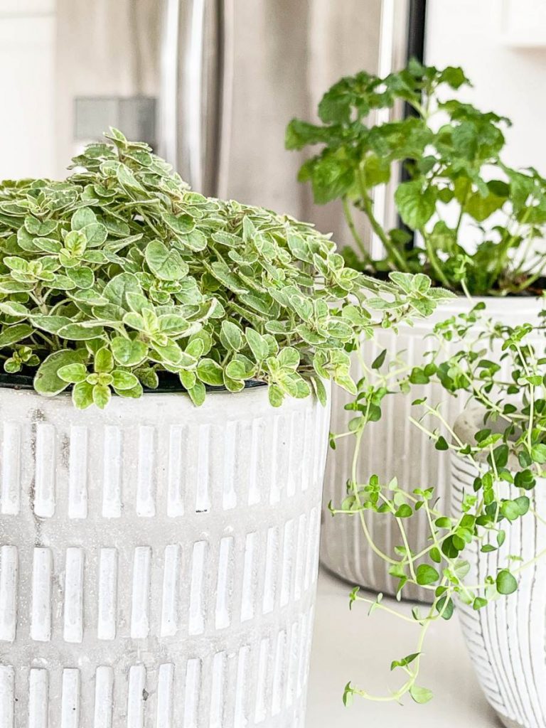 The Ultimate Guide To Grow Herbs Inside