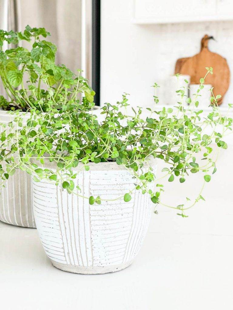 POT OF THYME