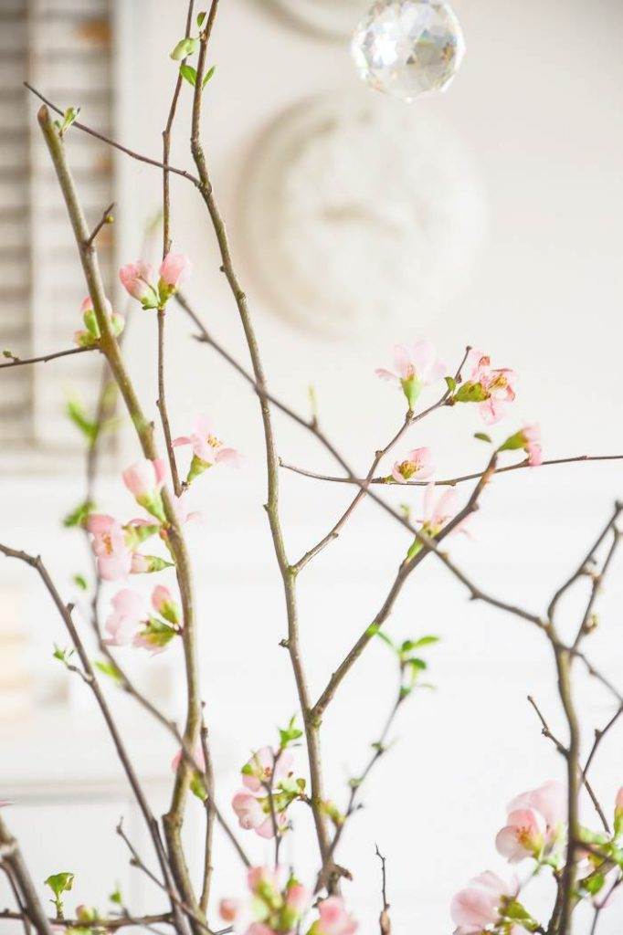 FLOWERING QUINCE BRANCHES