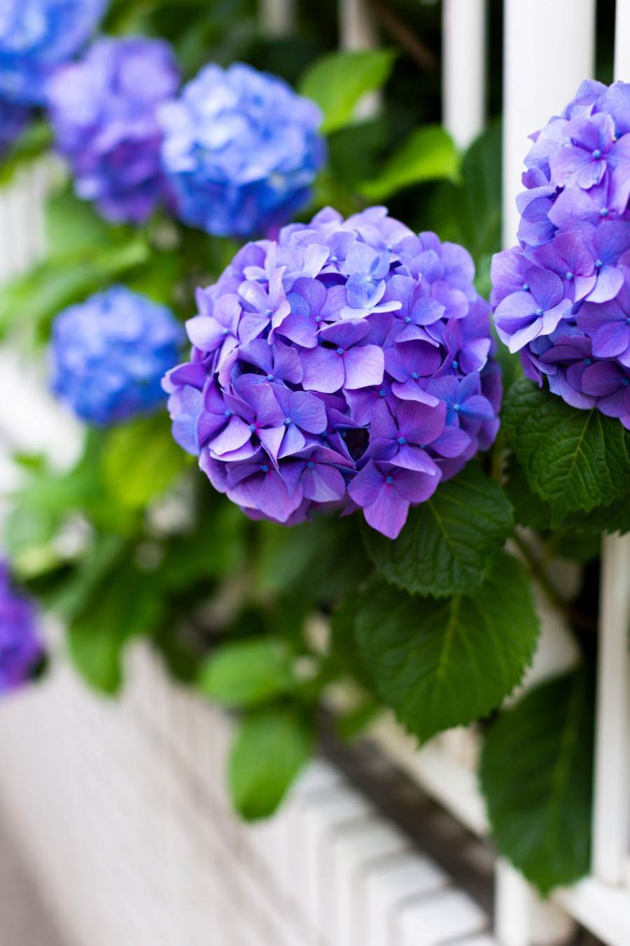 Planting Hydrangeas In Planters And In the Ground