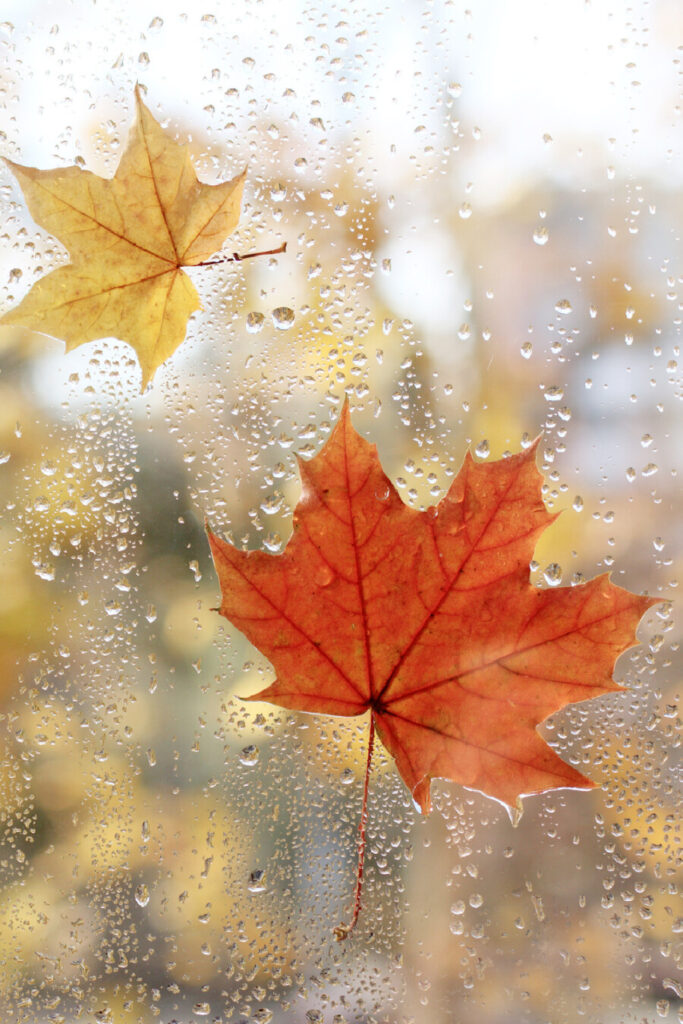 wet fall leaves on a window