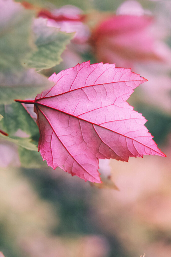 pink leaf