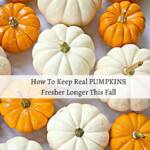 Love real pumpkins? Here are 8 WAYS TO KEEP PUMPKINS LOOKING FRESHER LONGER this fall! Simple ideas that really work. Perfect for pumpkin used as home decor and fall decorating! PIN FOR POST