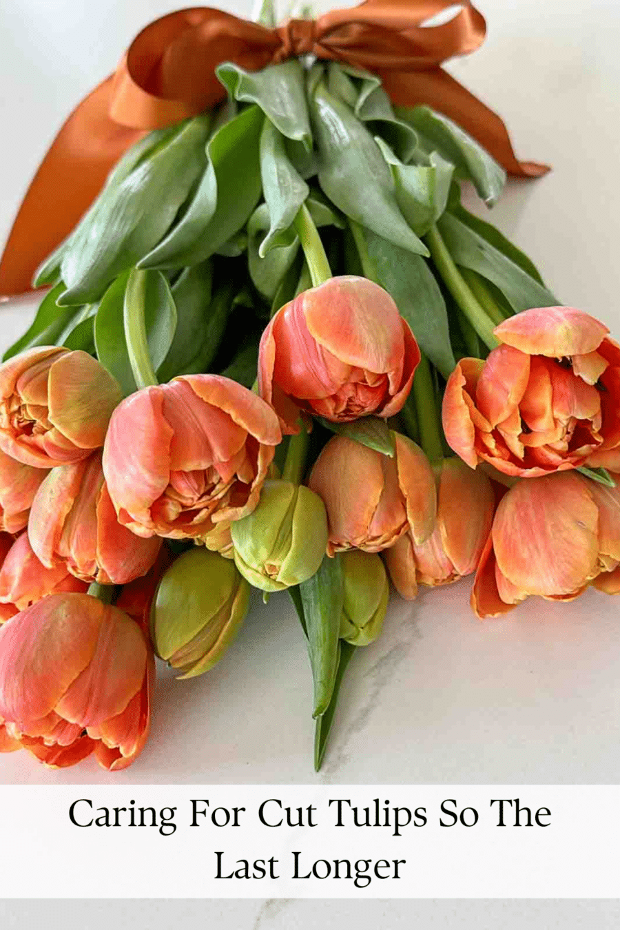 TULIP INFORMATION CONDITIONING CUT TULIPS MORE visual data 8