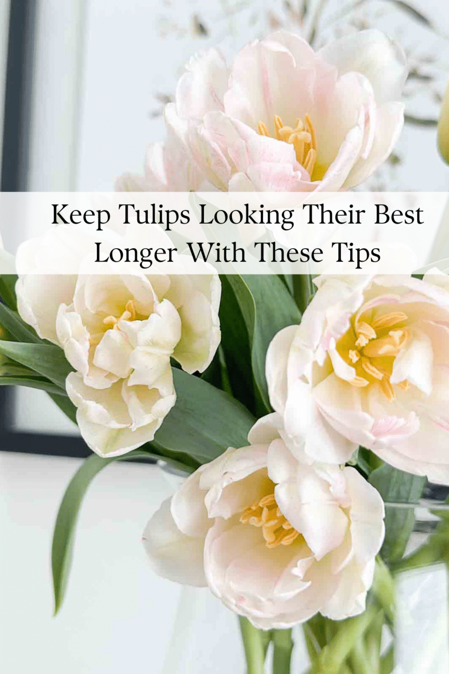 TULIP INFORMATION CONDITIONING CUT TULIPS MORE visual data 3
