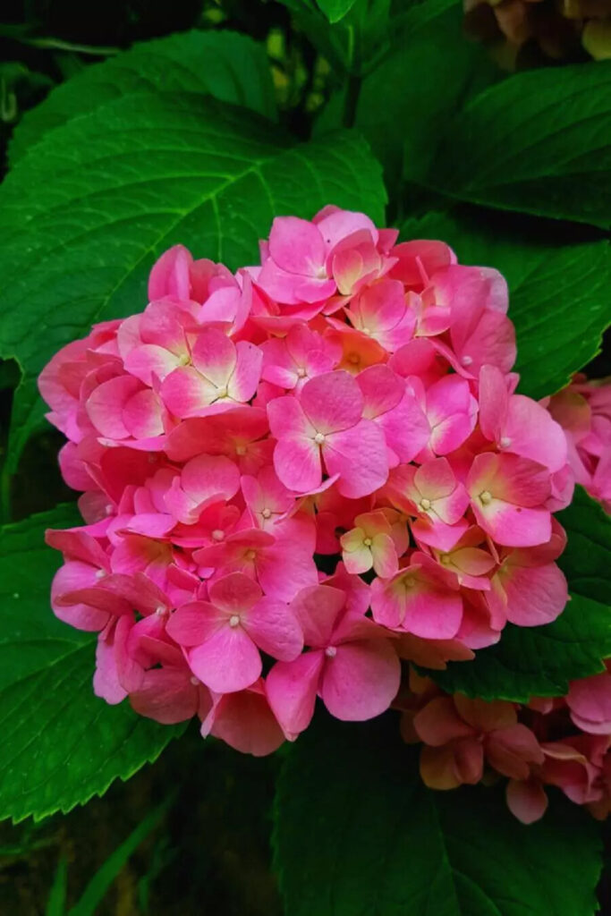 THE EMOTIONS OF DOWNSIZING- HOT PINK HYDRANGEAS
