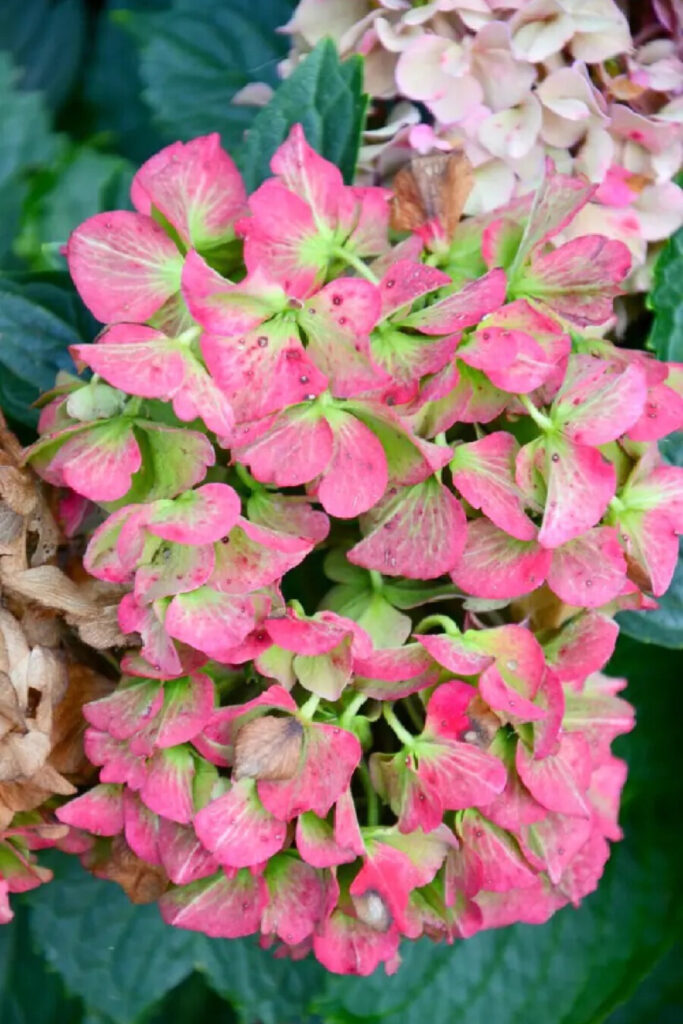 THE EMOTIONS OF DOWNSIZING- SATURATED COLORED HYDRANGEAS 
