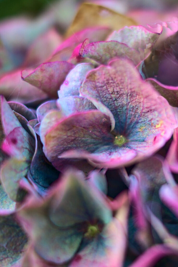 THE EMOTIONS OF DOWNSIZING- SATURATED HYDRANGEAS