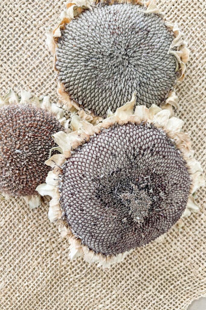 DECORATING WITH SUNFLOWERS- DRIED SEED HEADS