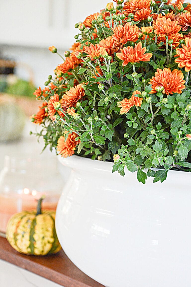 Caring For Indoor Mums, A Fall Front Porch, Fall Recipes And A Thanksgiving Table