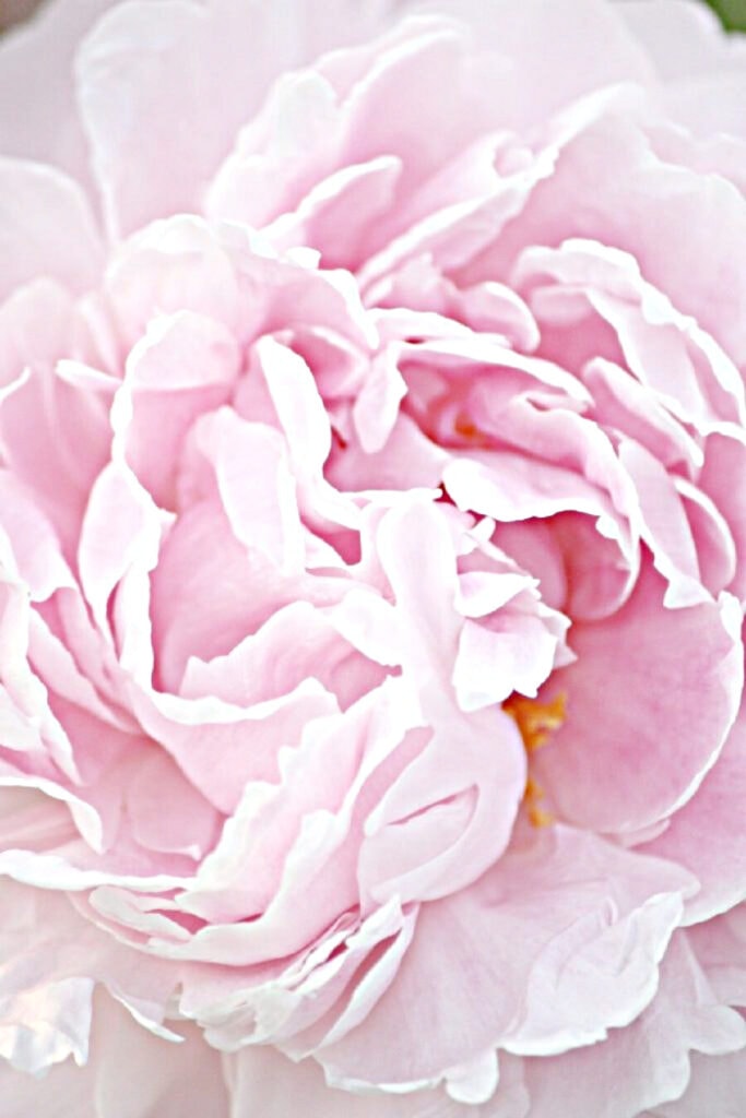 doxology meaning- close up of a peony.