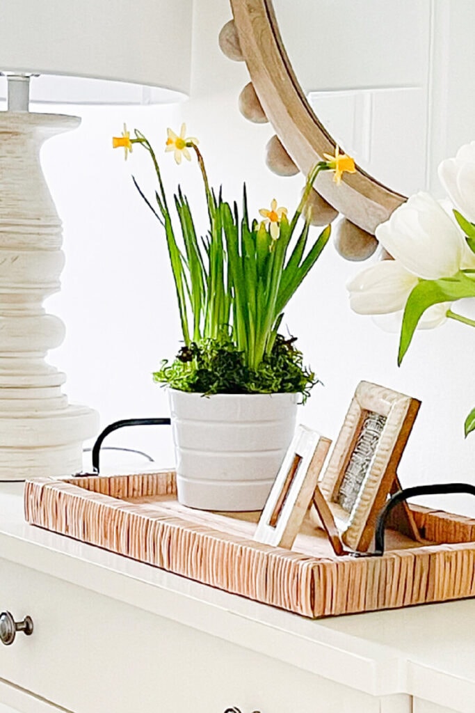 SPRING DECOR IDEAS- daffodils in a white pot with moss around the base of it.