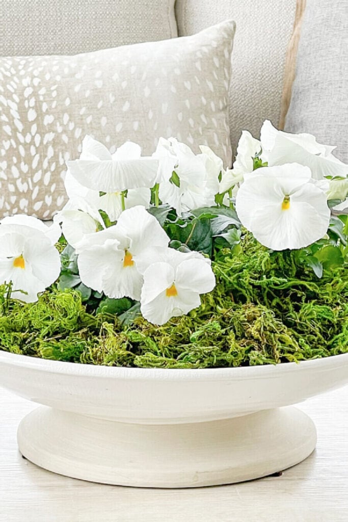  SPRING HOME DECOR FAVORITES-  PANSIES IN A FOOTED BOWL WITH MOSS