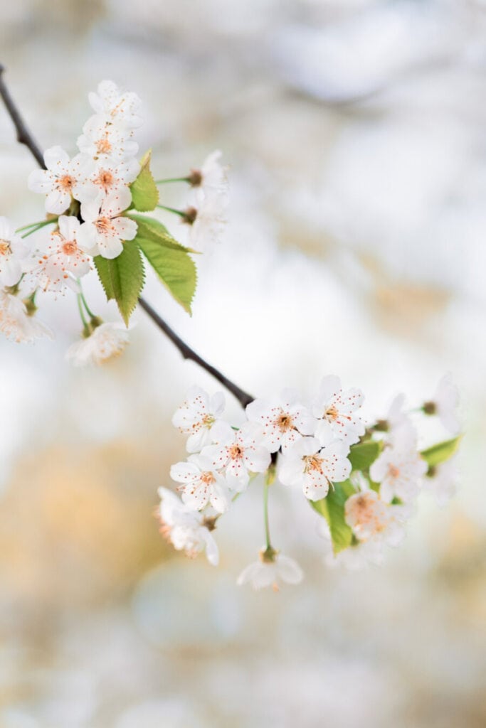 FORGIVING OTHERS- SPRING BLOOMING BRANCH