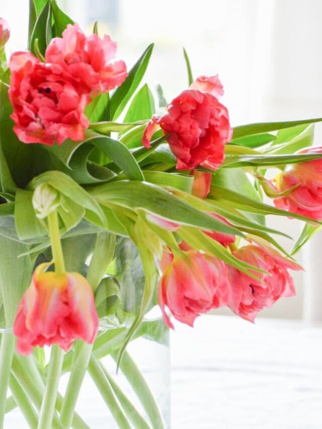 Care For Cut Tulips