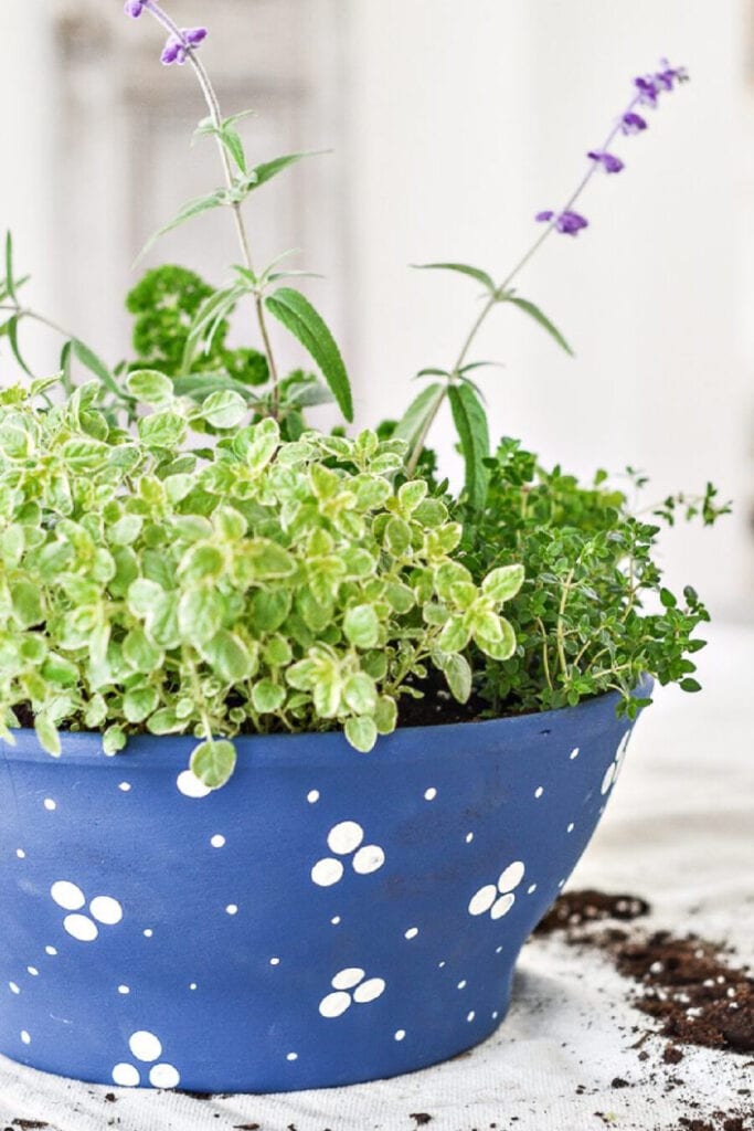 CONTAINER HERB GARDEN- WITH HERBS