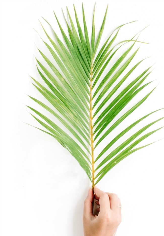 THE MEANING OF PALM SUNDAY